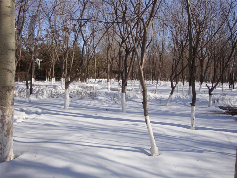 林海雪原.jpg
