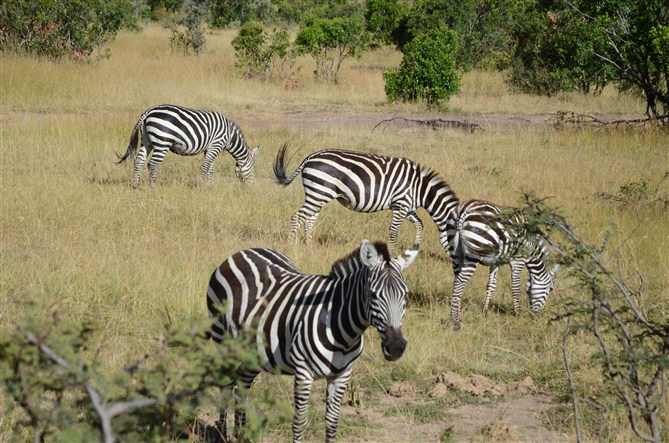 TOUR MASAIMARA 2.jpg