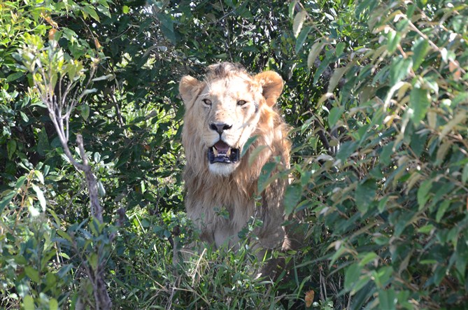 TOUR MASAIMARA 6.jpg