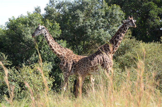 TOUR MASAIMARA 8.jpg