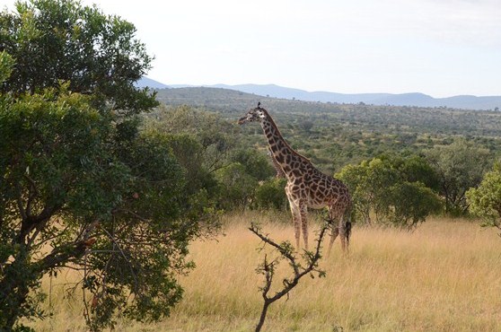 TOUR MASAIMARA 5.jpg