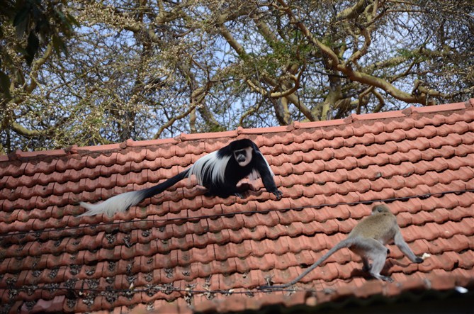 TOUR MASAIMARA 23 猴子争地盘，黑的赢了.jpg