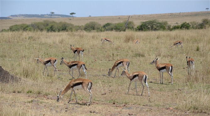 TOUR MASAIMARA 10.jpg