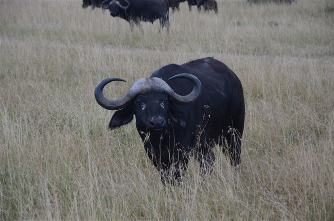 TOUR MASAIMARA 4.jpg