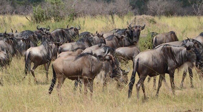 TOUR MASAIMARA 20.jpg