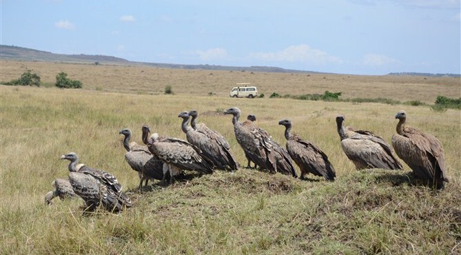 TOUR MASAIMARA 12.jpg