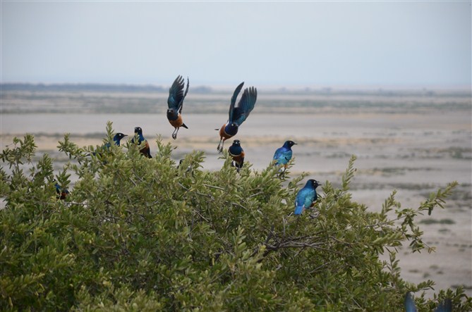 TOUR MASAIMARA 34 漂亮的鸟.jpg